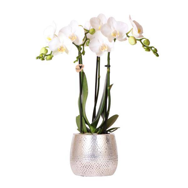 Phalaenopsis Orchidee Amabilis Weiß – inkl. Elite Keramiktopf Silber – Zimmerpflanze ca. 35cm – Edle Orchidee mit 2-3 Blütenstielen-0
