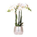Phalaenopsis Orchidee Amabilis Weiß – inkl. Elite Keramiktopf Silber – Zimmerpflanze ca. 35cm – Edle Orchidee mit 2-3 Blütenstielen-0