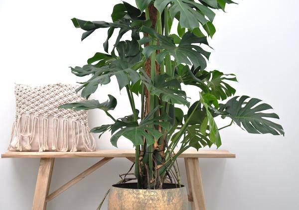Monstera Deliciosa – Köstliches Fensterblatt – Zimmerpflanze 140cm – Ø24cm – Tropische XXL – Pflanze mit großen grünen Blättern – Pflegeleicht-1