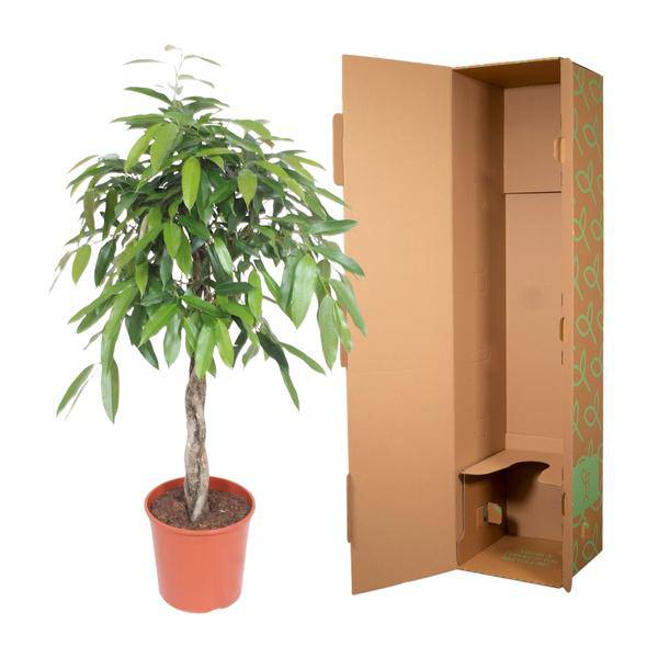 Ficus Amstel King – Schmalblättriger Gummibaum – 140cm hoch – Ø30cm – Zimmerpflanze mit geflochtenem Stamm – Pflegeleicht & luftreinigend-2