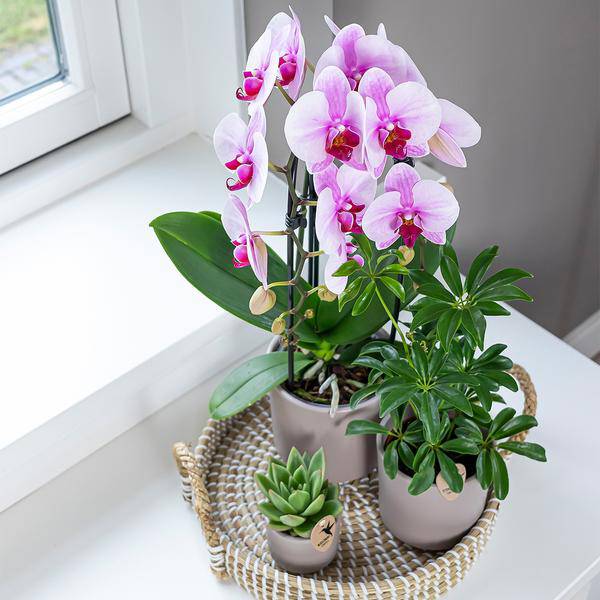 Rosa Phalaenopsis Orchidee – Niagara Fall – Ø12cm Höhe55-60cm – Blühende Zimmerpflanze mit großen rosa Blüten – Elegante Orchidee als Geschenk & Deko-3