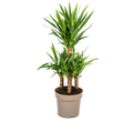 Yucca Elephantipes Zimmerpflanze Ø30cm ↕100cm – pflegeleichte Grünpflanze für Wohnzimmer, Büro & helle Standorte kaufen
