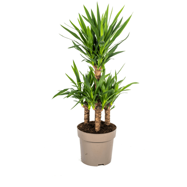 Yucca Elephantipes Zimmerpflanze Ø30cm ↕100cm – pflegeleichte Grünpflanze für Wohnzimmer, Büro & helle Standorte kaufen