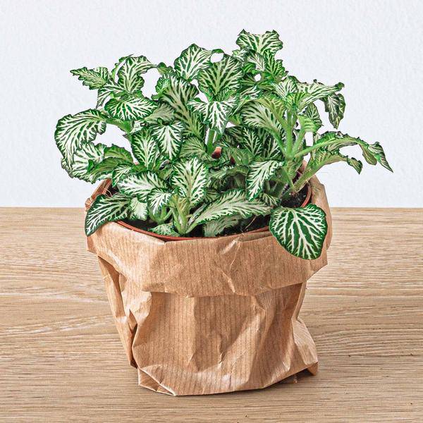 Flaschengarten – Set Dschungel 5 – DIY Pflanzenterrarium mit Coffea, Farn, Palme & Fittonia – Nachfüllpack & Starter – Kit-2