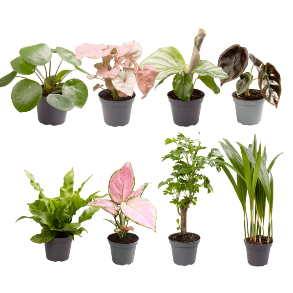 Babypflanzen Überraschungsbox – 8 Mini Zimmerpflanzen im Mix – Ø6cm – Höhe ca. 10cm – pflegeleichte Pflanzen für Wohnung Büro Deko Geschenk