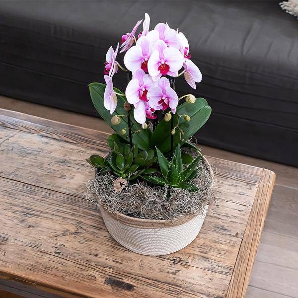 Rosa Phalaenopsis Orchidee – Niagara Fall – Ø12cm Höhe55-60cm – Blühende Zimmerpflanze mit großen rosa Blüten – Elegante Orchidee als Geschenk & Deko-1