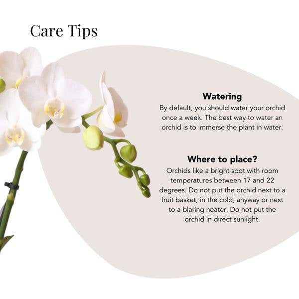 Phalaenopsis Orchidee Amabilis Weiß – inkl. Elite Keramiktopf Silber – Zimmerpflanze ca. 35cm – Edle Orchidee mit 2-3 Blütenstielen-4