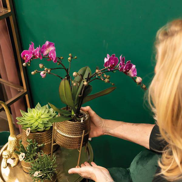 Phalaenopsis Orchidee – Flieder – Morelia – Mit goldfarbenem Groove Ziertopf – Ø9cm – 35cm hoch – Blühende Zimmerpflanze – Deko-2
