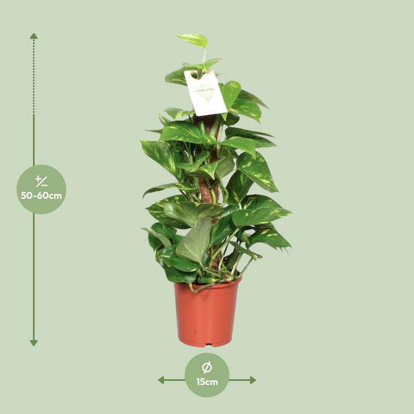 Efeutute Epipremnum Scindapsus Pinnatum – Goldene Efeutute am Moosstock – Zimmerpflanze Ø15cm ↕60cm – Herzförmige Blätter-1