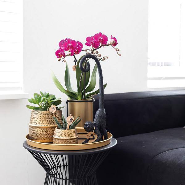 Phalaenopsis Orchidee – Flieder – Morelia – Mit goldfarbenem Groove Ziertopf – Ø9cm – 35cm hoch – Blühende Zimmerpflanze – Deko-3