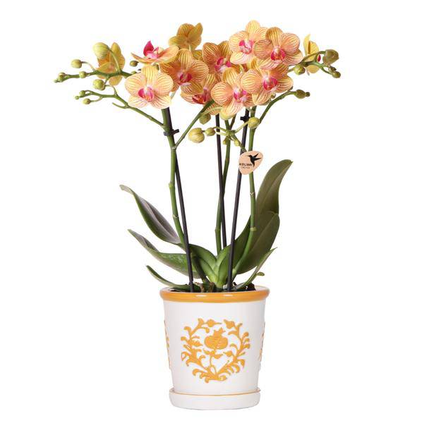 Orchidee Jamaica Orange Phalaenopsis – Zimmerpflanze mit 2-3 Rispen – inkl. Malaga Deko – Topf Orange Ø9cm – tropische Blühpflanze für Zuhause-0