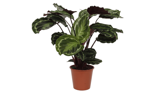 Calathea Medaillon – Korbmarante – Zimmerpflanze mit dekorativen Blättern – Ø19cm – Höhe ca. 80cm – Luftreinigende tropische Pflanze-0