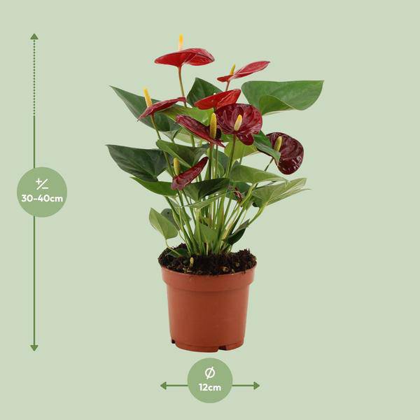 Anthurium Calon – Flamingoblume – Zimmerpflanze – Ø12cm – ↕36cm – Tropische Blühpflanze mit herzförmigen Blüten – Luftreinigend & pflegeleicht-2