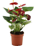 Anthurium Calon – Flamingoblume – Zimmerpflanze – Ø12cm – ↕36cm – Tropische Blühpflanze mit herzförmigen Blüten – Luftreinigend & pflegeleicht-0