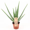 Aloe Vera – Echte Aloe – Ø14cm – ↕45cm Pflanze – Pflegeleichte Heilpflanze für Zuhause & Büro-0