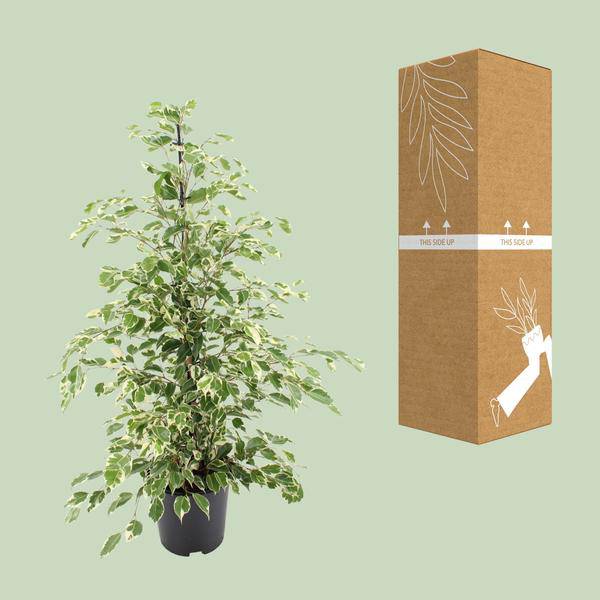 Bikrenfeige Ficus benjamina 'Twilight' – Zimmerpflanze – ca. 95cm Höhe – Eleganter, grüner Blickfang für helle Innenräume-2