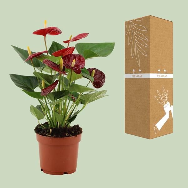 Anthurium Calon – Flamingoblume – Zimmerpflanze – Ø12cm – ↕36cm – Tropische Blühpflanze mit herzförmigen Blüten – Luftreinigend & pflegeleicht-3