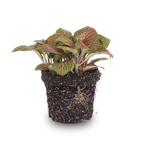 Fittonia Rot – Mosaikpflanze – Zimmerpflanze – Terrarienpflanze – Ø9cm – Tropische Pflanze mit roten & grünen Blättern-0