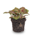 Fittonia Rot – Mosaikpflanze – Zimmerpflanze – Terrarienpflanze – Ø9cm – Tropische Pflanze mit roten & grünen Blättern-0