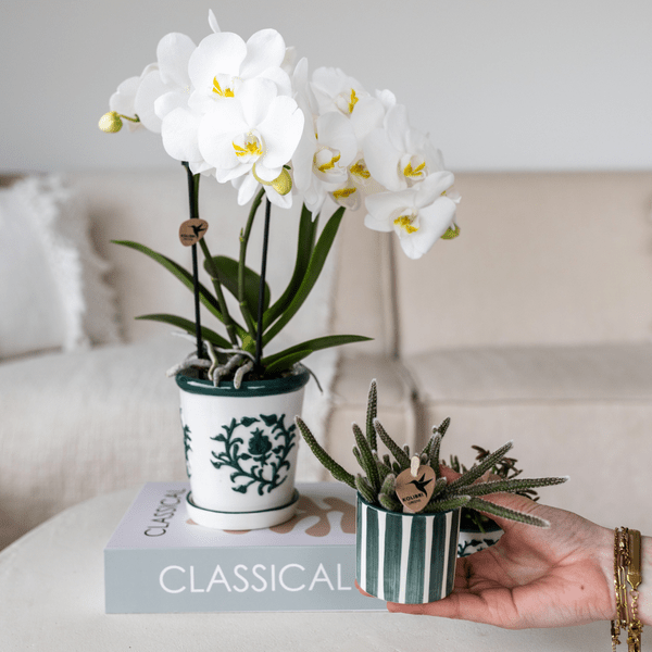 Orchidee Amabilis Weiß im Malaga – Topf Ø9cm + Sukkulente im Painted Stripe – Topf Grün Ø6cm – Elegantes 2er Pflanzenset-1