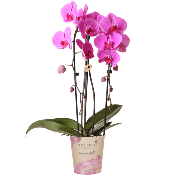 Rosa Phalaenopsis Orchidee – Niagara Fall – Ø12cm Höhe55-60cm – Blühende Zimmerpflanze mit großen rosa Blüten – Elegante Orchidee als Geschenk & Deko-0