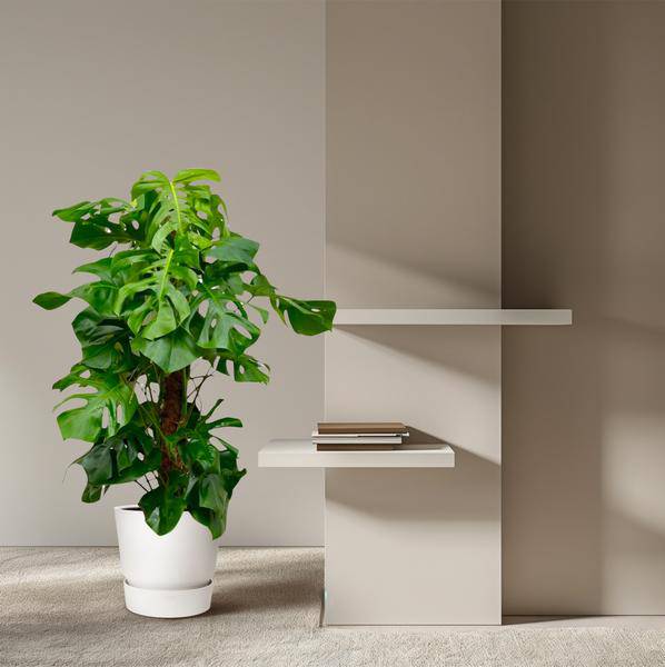 Monstera Deliciosa – Köstliches Fensterblatt – Zimmerpflanze 140cm – Ø24cm – Tropische XXL – Pflanze mit großen grünen Blättern – Pflegeleicht-4