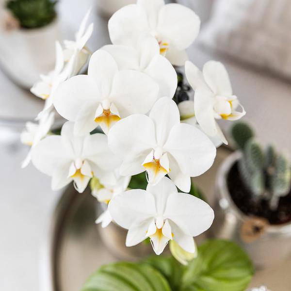 Phalaenopsis Orchidee Amabilis Weiß – inkl. Elite Keramiktopf Silber – Zimmerpflanze ca. 35cm – Edle Orchidee mit 2-3 Blütenstielen-2