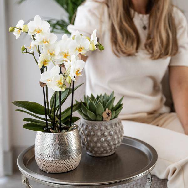 Phalaenopsis Orchidee Amabilis Weiß – inkl. Elite Keramiktopf Silber – Zimmerpflanze ca. 35cm – Edle Orchidee mit 2-3 Blütenstielen-3