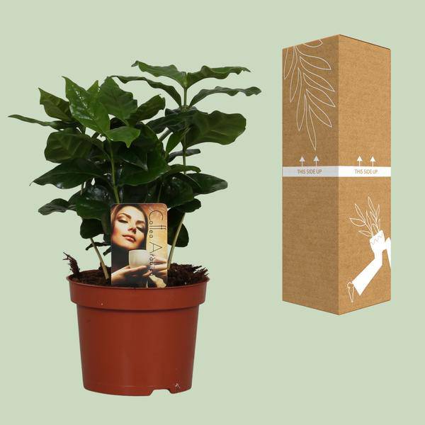 Kaffeepflanze – Coffea Arabica – Zimmerpflanze – Ø12cm ↕25cm – Aromatische Deko – Pflegeleicht – Halbschatten – Tropisch-2