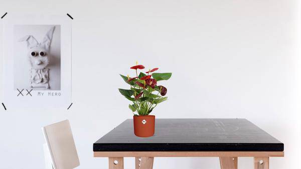Anthurium Calon – Flamingoblume – Zimmerpflanze – Ø12cm – ↕36cm – Tropische Blühpflanze mit herzförmigen Blüten – Luftreinigend & pflegeleicht-1