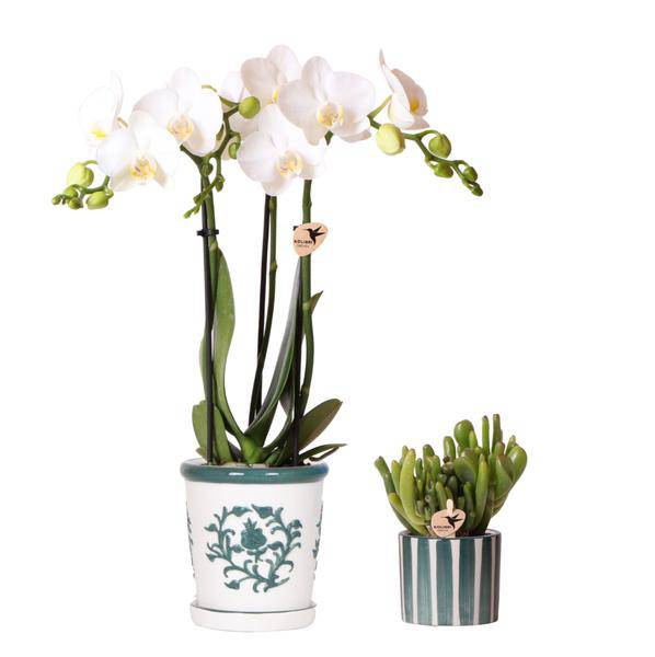 Orchidee Amabilis Weiß im Malaga – Topf Ø9cm + Sukkulente im Painted Stripe – Topf Grün Ø6cm – Elegantes 2er Pflanzenset-0