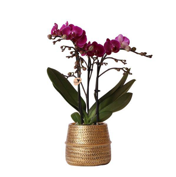 Phalaenopsis Orchidee – Flieder – Morelia – Mit goldfarbenem Groove Ziertopf – Ø9cm – 35cm hoch – Blühende Zimmerpflanze – Deko-0