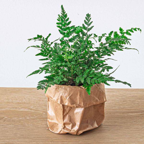 Flaschengarten – Set Dschungel 5 – DIY Pflanzenterrarium mit Coffea, Farn, Palme & Fittonia – Nachfüllpack & Starter – Kit-4