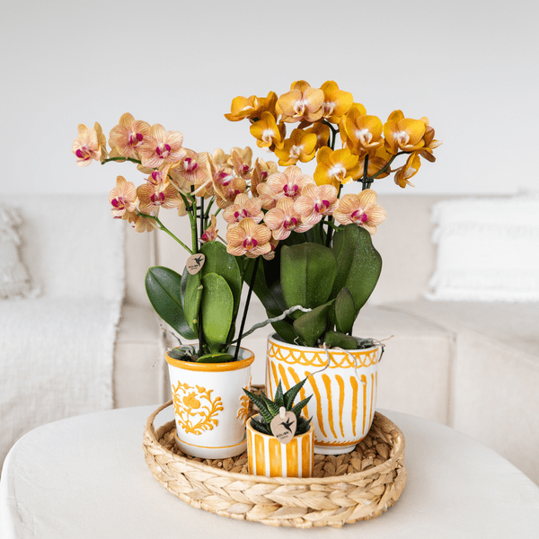 Orchidee Jamaica Orange Phalaenopsis – Zimmerpflanze mit 2-3 Rispen – inkl. Malaga Deko – Topf Orange Ø9cm – tropische Blühpflanze für Zuhause-1