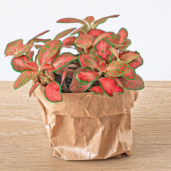 Flaschengarten – Set Dschungel 5 – DIY Pflanzenterrarium mit Coffea, Farn, Palme & Fittonia – Nachfüllpack & Starter – Kit-1