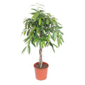 Ficus Amstel King – Schmalblättriger Gummibaum – 140cm hoch – Ø30cm – Zimmerpflanze mit geflochtenem Stamm – Pflegeleicht & luftreinigend-0