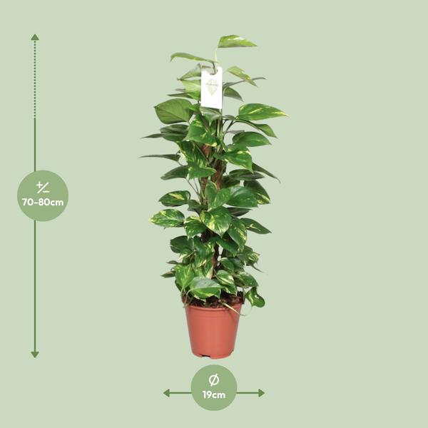 Efeutute Epipremnum Scindapsus Pinnatum – Goldene Efeutute am Moosstock – Ø19cm – ↕80cm – Luftreinigende Zimmerpflanze mit herzförmigen Blättern-1
