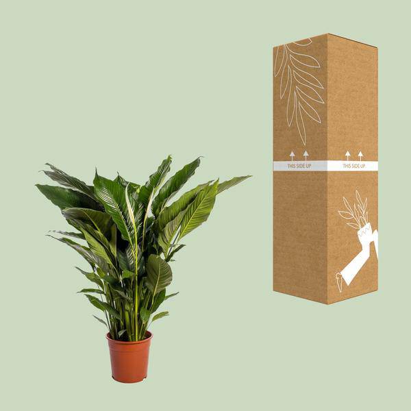 Einblatt Spathiphyllum Sweet Sebastiano Blanco – Ø24cm – ↕110cm – Pflegeleichte Friedenslilie mit weißen Blüten