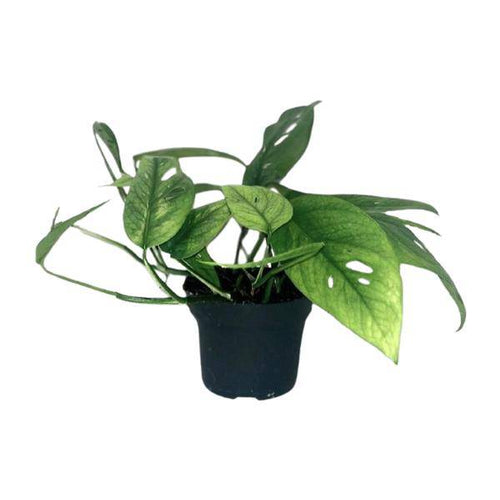 Efeutute Epipremnum Cebu Blue – Ø12cm – ↕20cm – Seltene Zimmerpflanze mit blaugrünem Blattwerk – Pflegeleichte & luftreinigende Rankpflanze für Wohnzimmer & Büro-0
