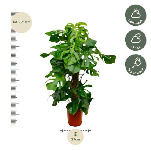 Monstera Deliciosa – Köstliches Fensterblatt – Zimmerpflanze 140cm – Ø24cm – Tropische XXL – Pflanze mit großen grünen Blättern – Pflegeleicht-2