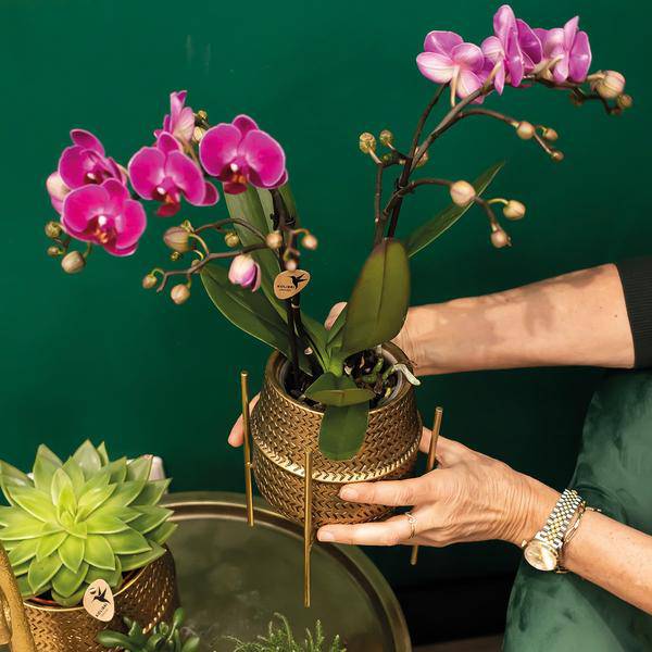 Phalaenopsis Orchidee – Flieder – Morelia – Mit goldfarbenem Groove Ziertopf – Ø9cm – 35cm hoch – Blühende Zimmerpflanze – Deko-1