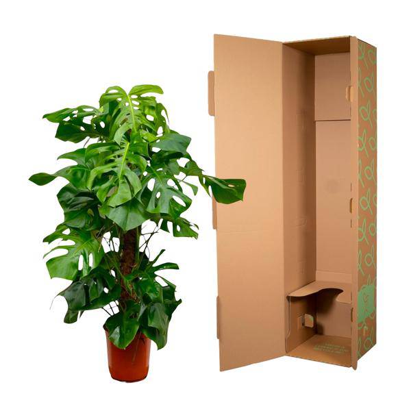 Monstera Deliciosa – Köstliches Fensterblatt – Zimmerpflanze 140cm – Ø24cm – Tropische XXL – Pflanze mit großen grünen Blättern – Pflegeleicht-3