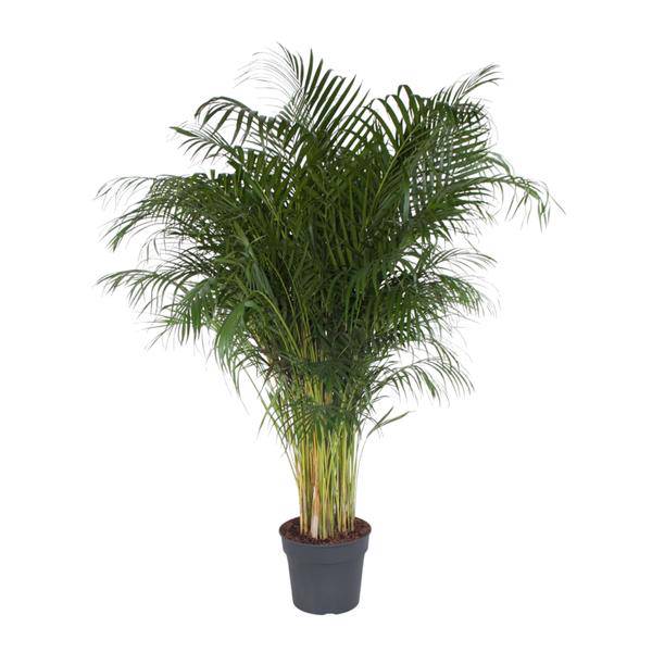 Goldfruchtpalme – Dypsis Lutescens – Areca – Palme – Zimmerpflanze – 200cm hoch Ø34cm – Tropisches Grün für Wohnzimmer & Büro-0