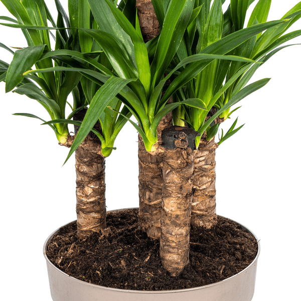 Yucca Elephantipes Zimmerpflanze Ø30cm ↕100cm – pflegeleichte Grünpflanze für Wohnzimmer, Büro & helle Standorte kaufen