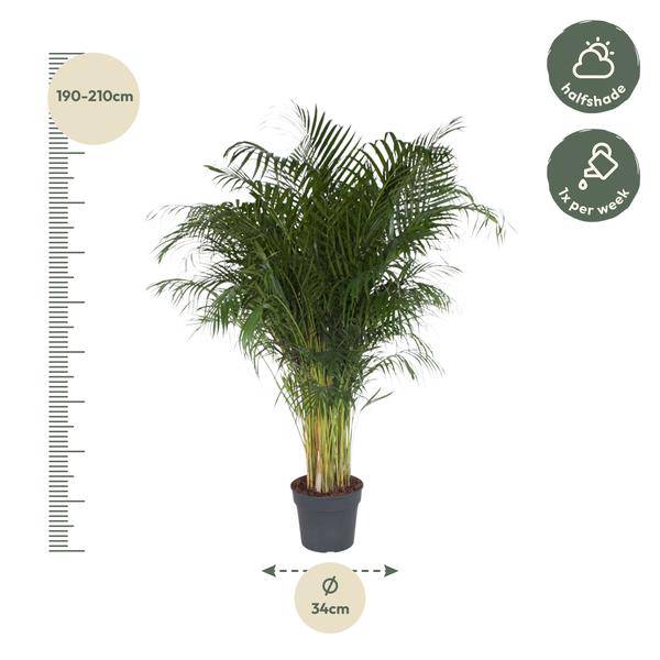 Goldfruchtpalme – Dypsis Lutescens – Areca – Palme – Zimmerpflanze – 200cm hoch Ø34cm – Tropisches Grün für Wohnzimmer & Büro-1