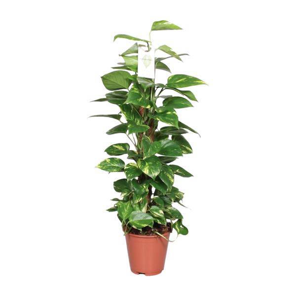 Efeutute Epipremnum Scindapsus Pinnatum – Goldene Efeutute am Moosstock – Ø19cm – ↕80cm – Luftreinigende Zimmerpflanze mit herzförmigen Blättern-0