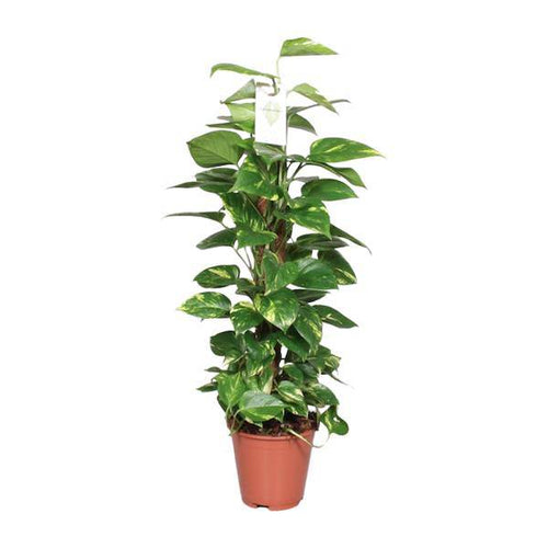 Efeutute Epipremnum Scindapsus Pinnatum – Goldene Efeutute am Moosstock – Ø19cm – ↕80cm – Luftreinigende Zimmerpflanze mit herzförmigen Blättern-0