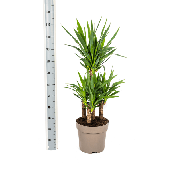 Yucca Elephantipes Zimmerpflanze Ø30cm ↕100cm – pflegeleichte Grünpflanze für Wohnzimmer, Büro & helle Standorte kaufen