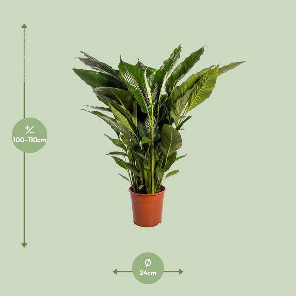 Einblatt Spathiphyllum Sweet Sebastiano Blanco – Ø24cm – ↕110cm – Pflegeleichte Friedenslilie mit weißen Blüten