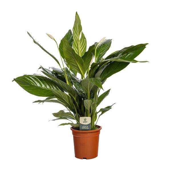 Einblatt Spathiphyllum Bingo Cupido Zimmerpflanze Ø19cm ↕80cm – pflegeleichte Grünpflanze für Wohnzimmer, Büro & helle Standorte kaufen-0